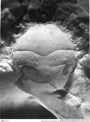 Historisches Foto von Pithonoton sp. (NHMW-AFW-GEO-BACHMAYER-FOTO-1990-0041-0255)